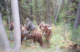 elk hunting-Turky Springs